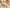 Goop