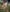 CHAMPION - T BONE FLETCHER